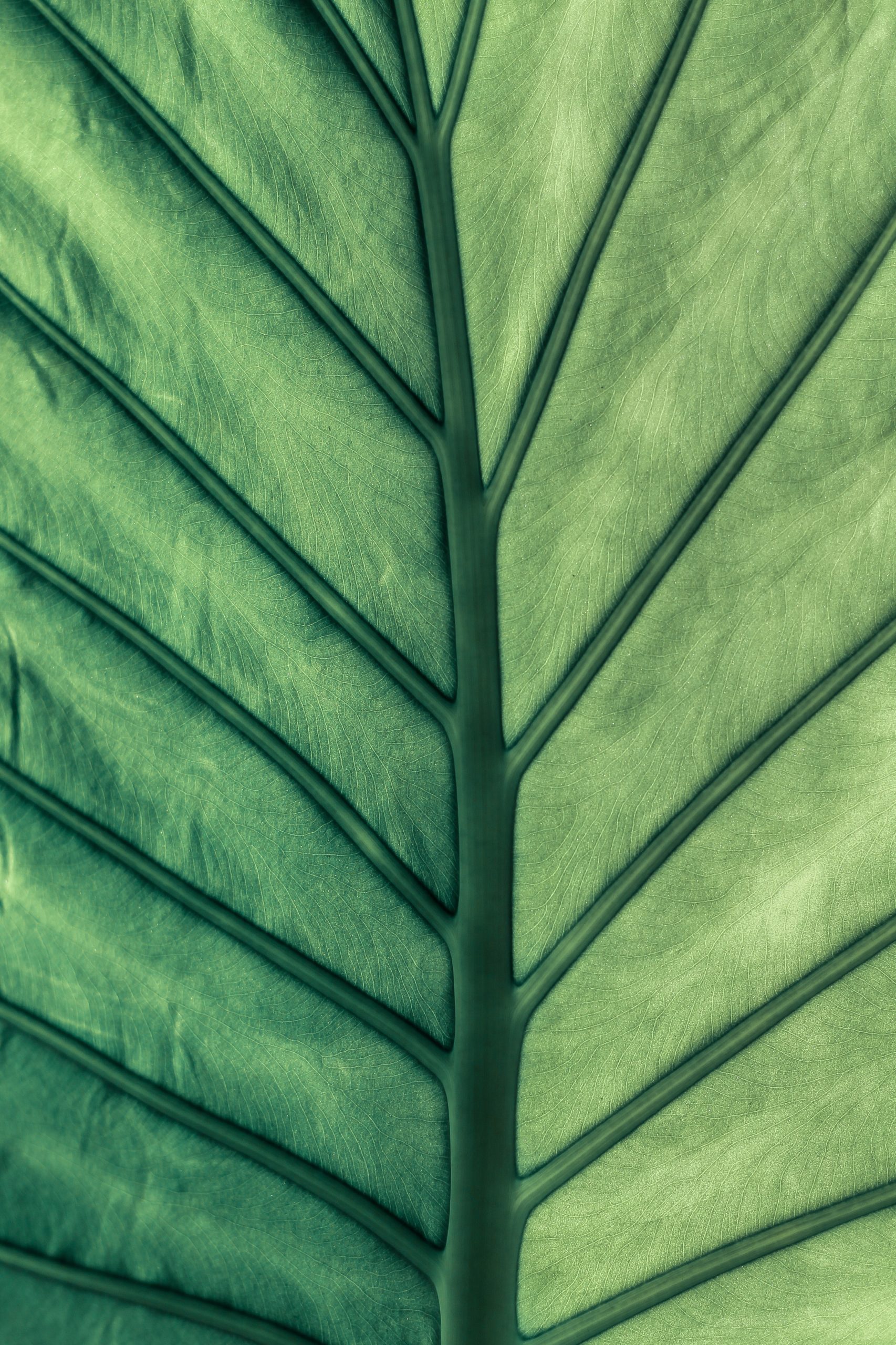 Plant leaf close up