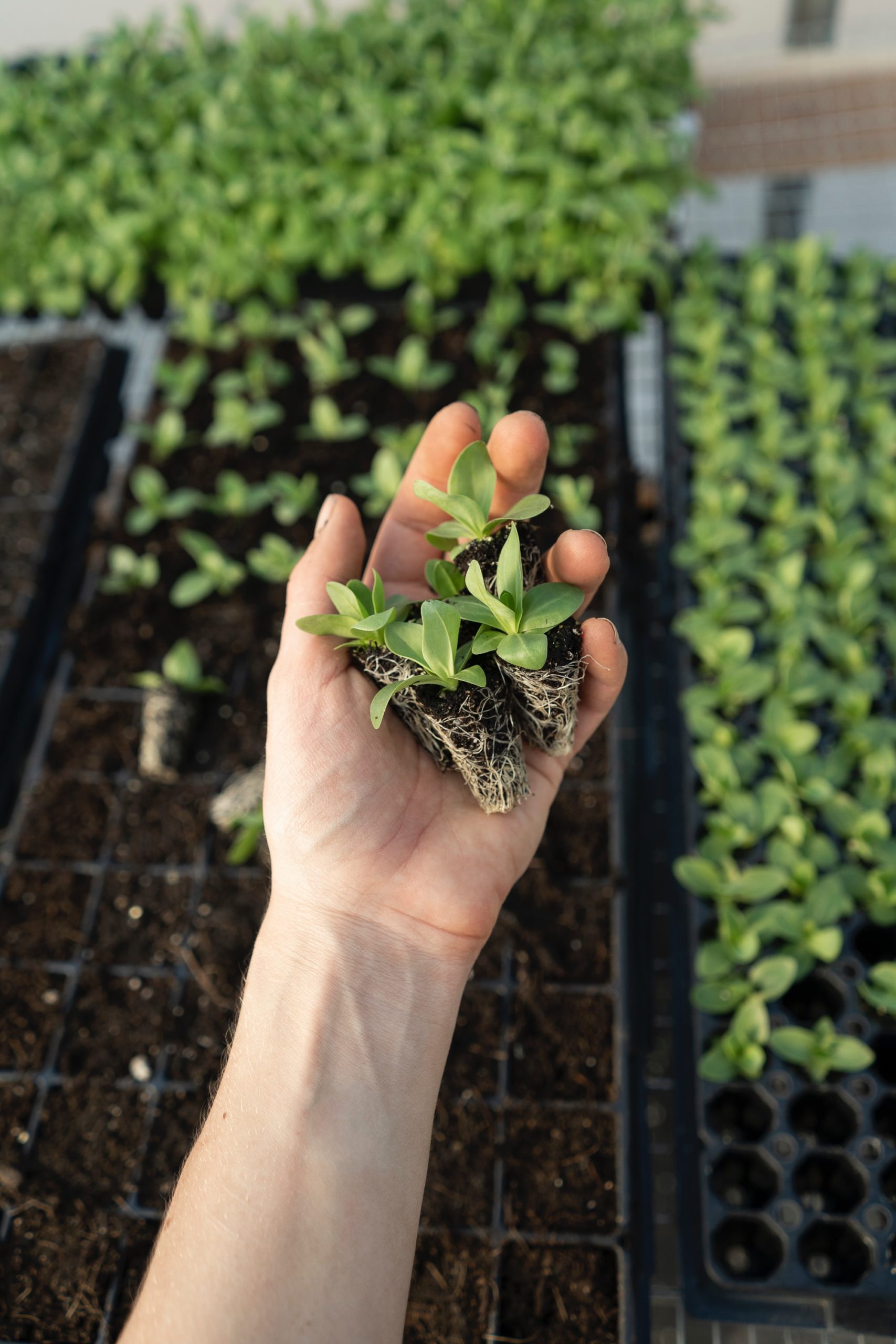 The Fundamentals of Hydroponics seedlings in hand