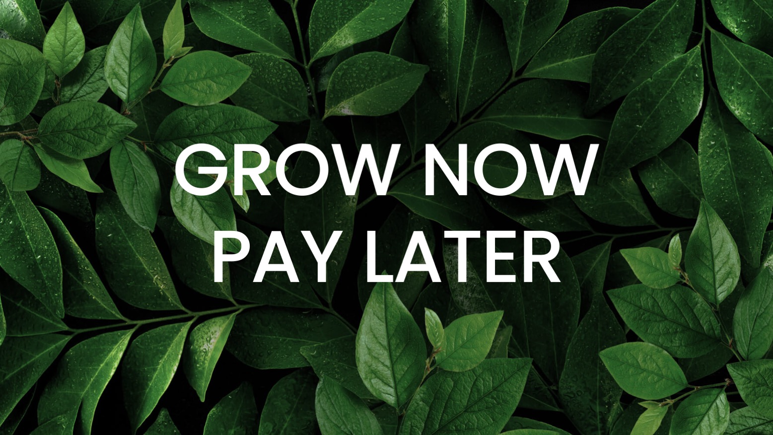 grow now pay later afterpay