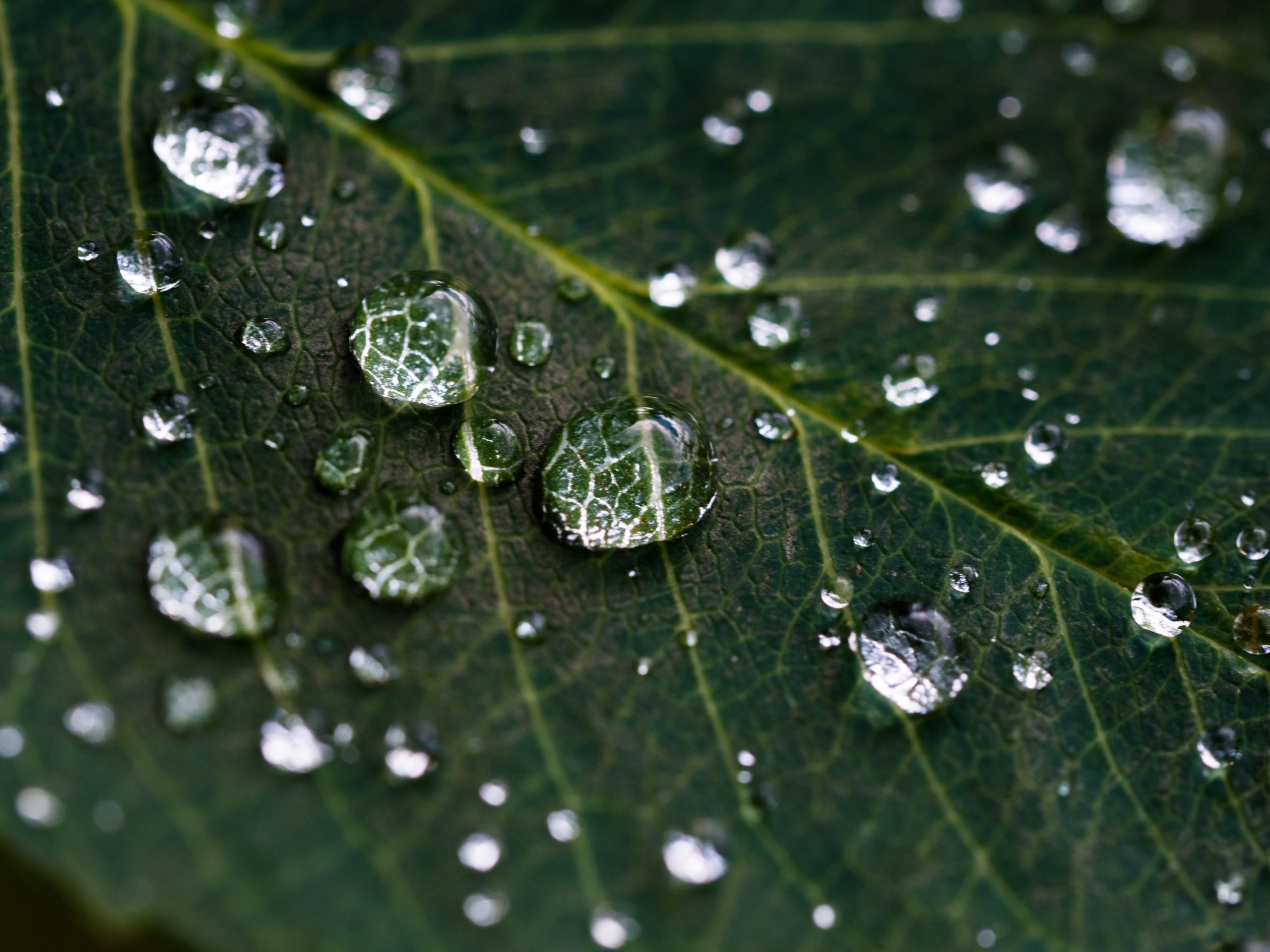 leaf wet