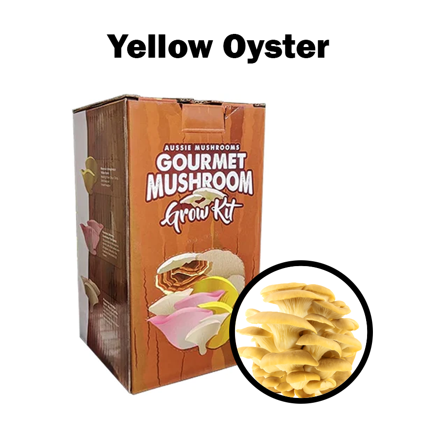 Aussie Mushroom Kit | Yellow Oyster (Pleurotus Ostreatus)