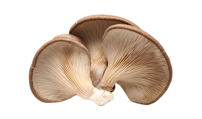 mushroom kits