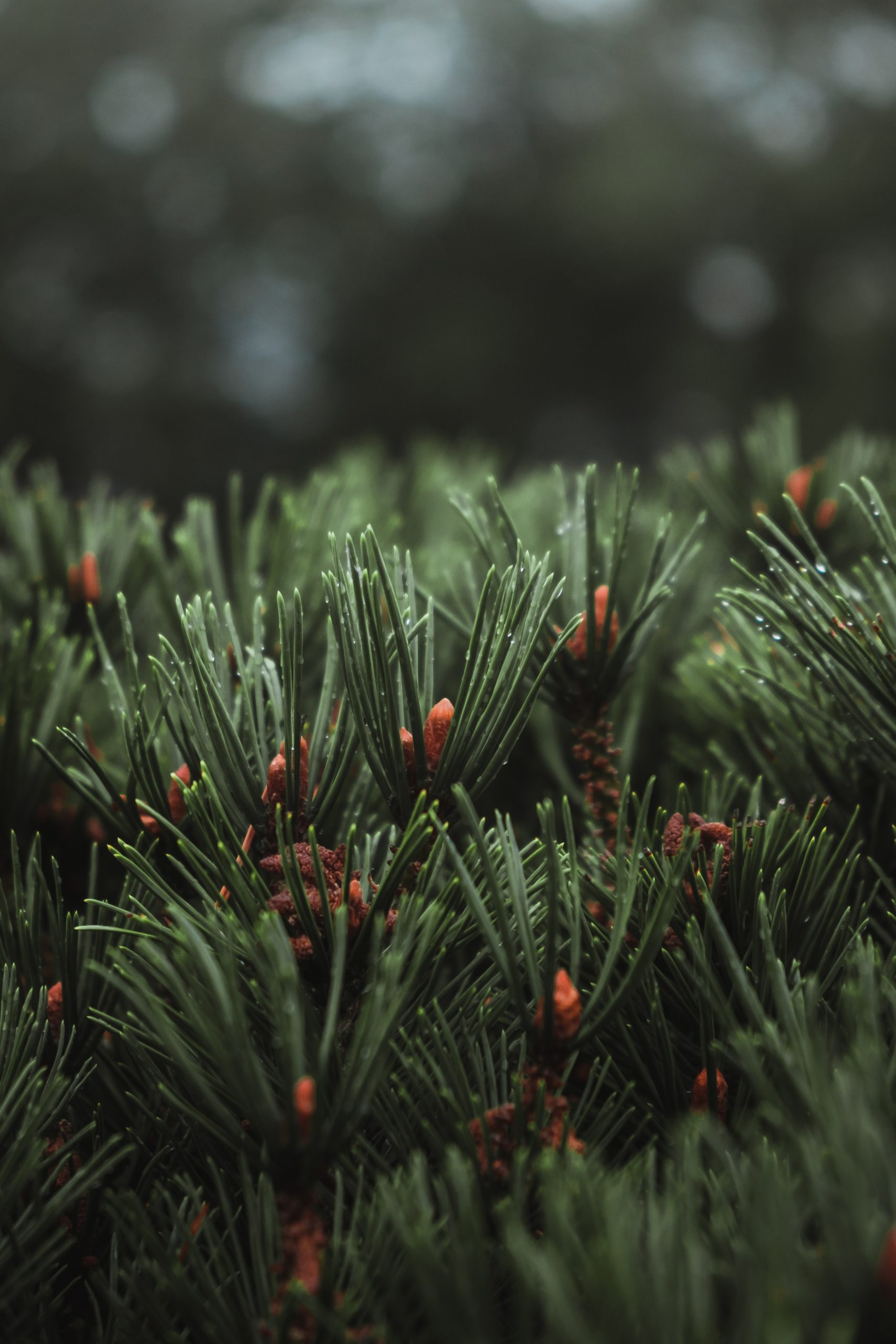 Terpene pine needles