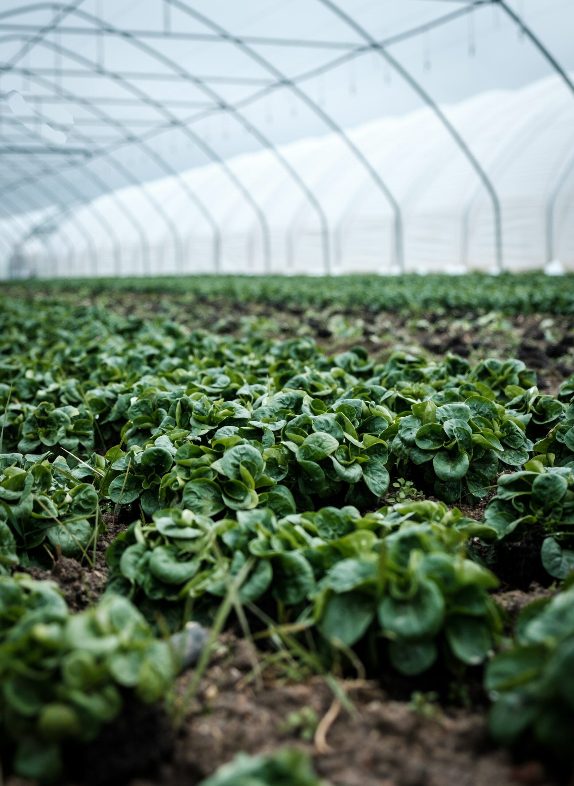 Choosing the Right Nutrients - Greenhouse with Lettuce