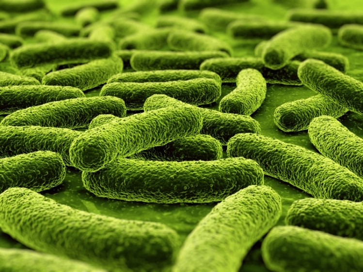 Beneficial bacteria microscopic