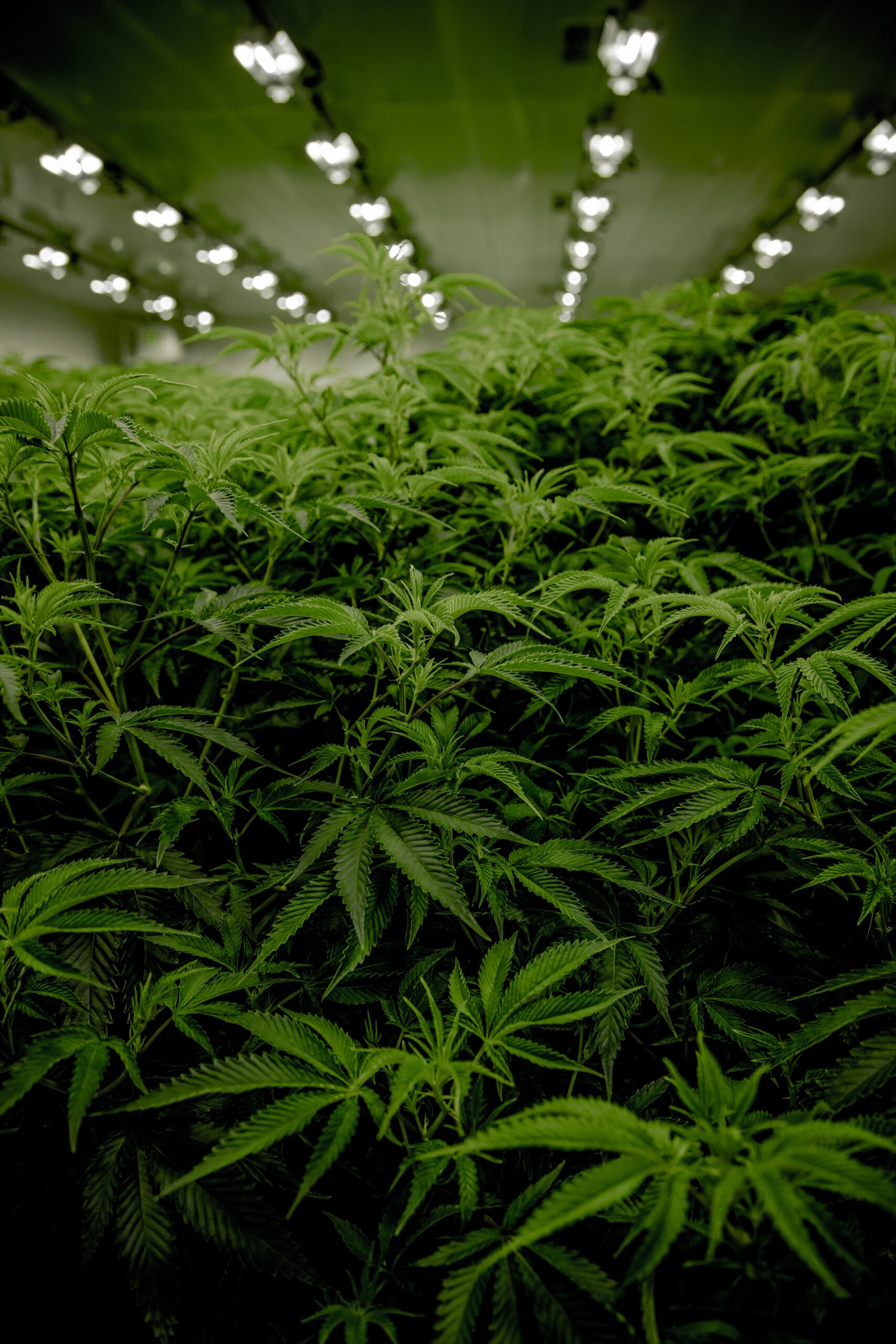 Photo of plants in a grow room