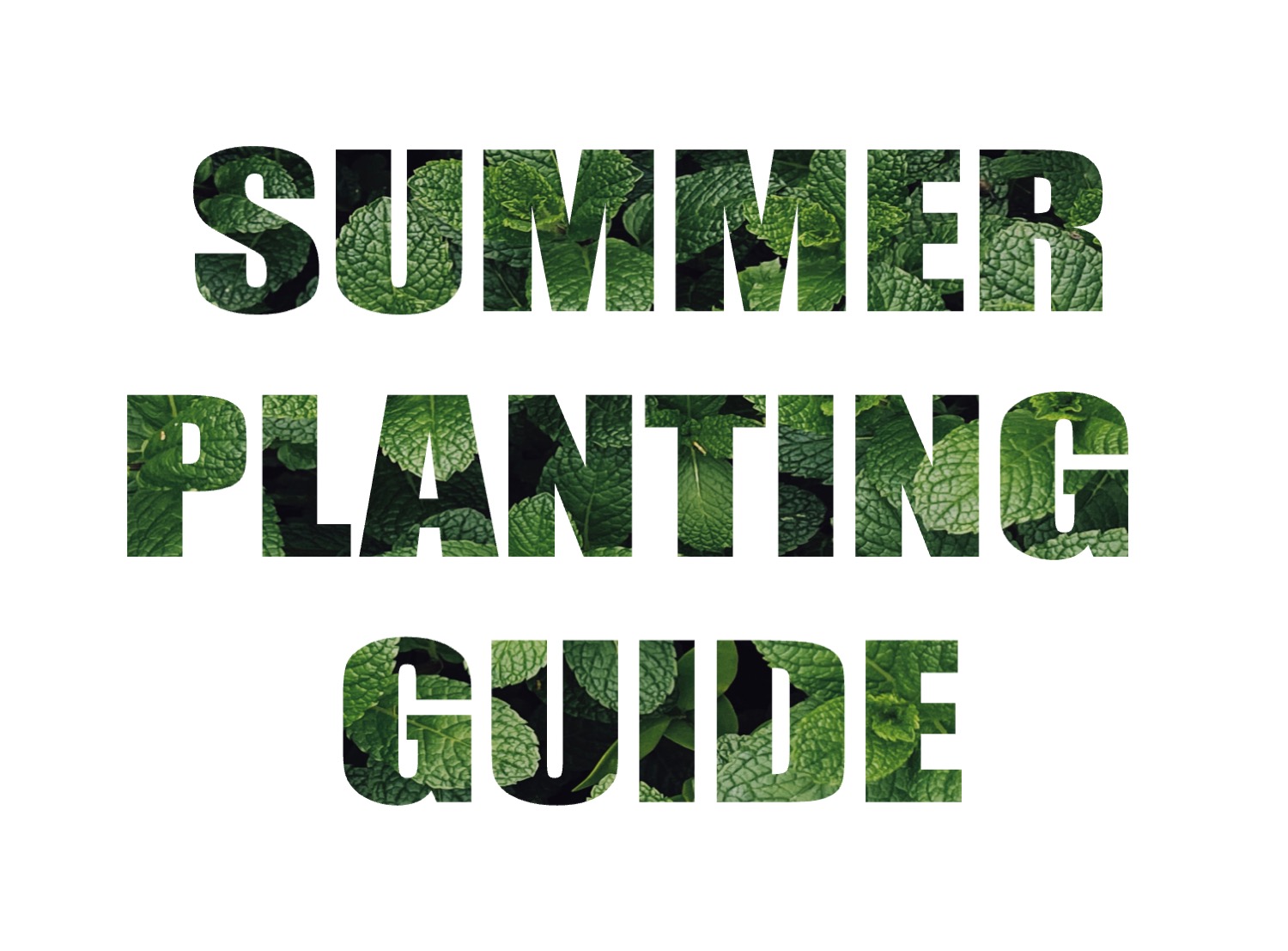 summer planting guide, text